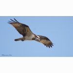 3 20220321 Fischadler 1 DSC05573.jpg